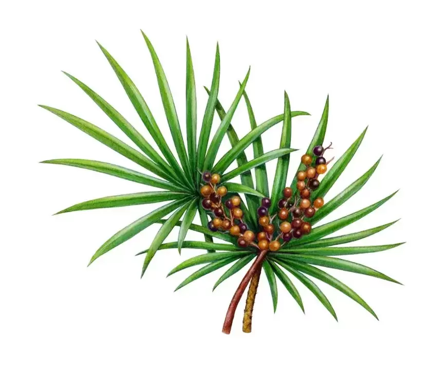 palmetto v škropivu Trichomist Forte